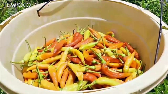 Strategi Kementan Tekan Harga Cabai yang Tembus Rp 130 Ribu per Kilogram