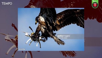 Benarkah Ini Foto Drone Israel yang Tertangkap Elang di Palestina?