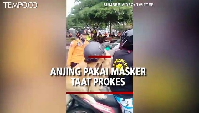 Viral Video Anjing Pakai Masker Taat Protokol Kesehatan di Tasikmalaya