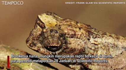 Bunglon Terkecil di Dunia, Brookesia nana, Ditemukan di Madagaskar Utara