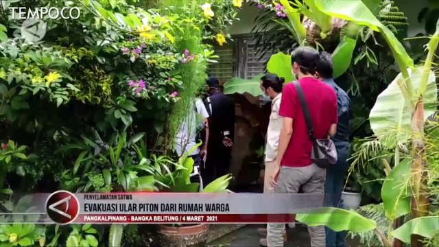 Mangsa Hewan Peliharaan Lain, Ular Piton Milik Warga Dievakuasi BKSDA