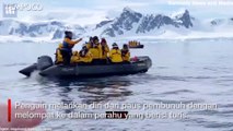 Lompat ke Perahu Turis, Seekor Penguin Lolos dari Paus Pembunuh