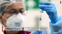 Respon Fatwa MUI, AstraZeneca Klaim Vaksin Mereka Tak Mengandung Babi