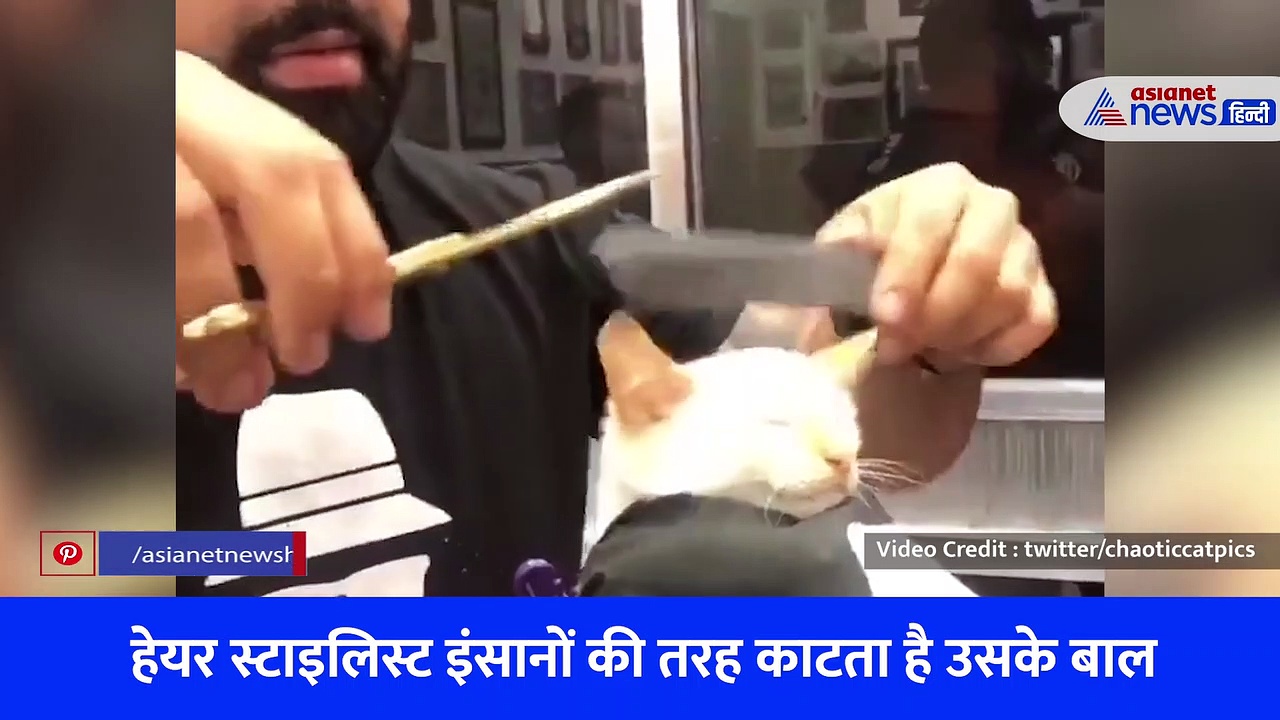 जब बाल कटवाने सलून पहुंची बिल्ली, वीडियो देखकर बन जाएगा आपका दिन