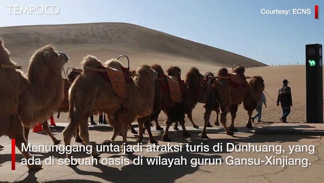 Tempat Wisata Cina Buat Rambu Lalu Lintas Khusus bagi Unta yang Melintas