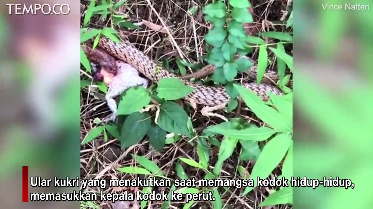 Perilaku Mengerikan Ular Kukri saat Mangsa Korbannya; Peneliti Sebut Hasil Evolusi