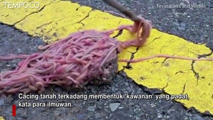 Langka, Gundukan Ratusan Cacing Membentuk Pola seperti Tornado di Trotoar