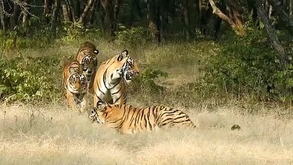 शक्ति की शावकों के साथ मस्ती