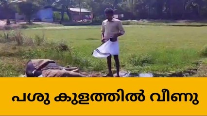 പശു കുളത്തിൽ വീണു ;നാട്ടുകാർ രക്ഷിച്ചു