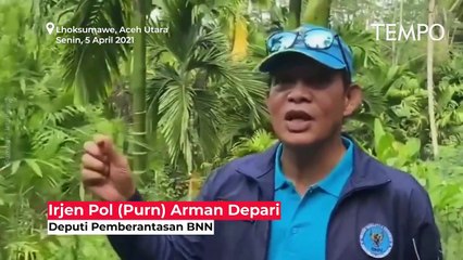 Detik-detik Pemusnahan 25 Ton Ganja di Lhoksumawe, Dipimpin Dua Jenderal Polisi
