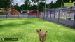 Animal Shelter Simulator  - Trailer (Xbox)
