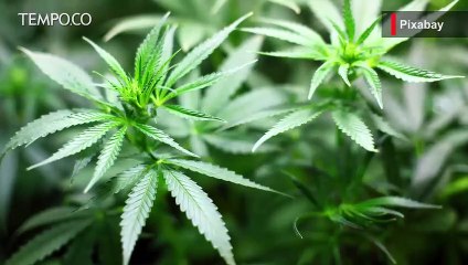 Kebun Ganja Terbesar di Australia Akan Segera Dibuka  di Queensland