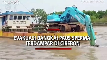 Terdampar di Cirebon, Bangkai Paus Sperma Dievakuasi dengan Ekskavator