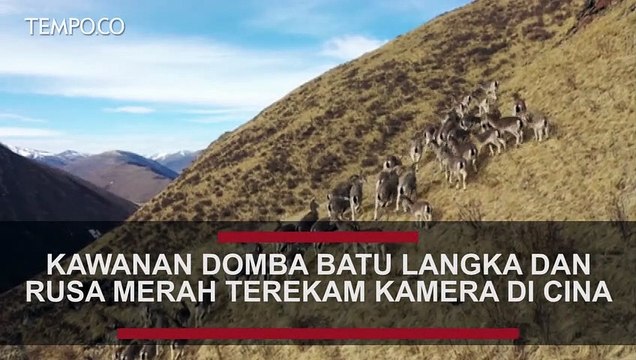 Kawanan Domba Batu Langka, Rusa Merah Terekam Kamera di Cina