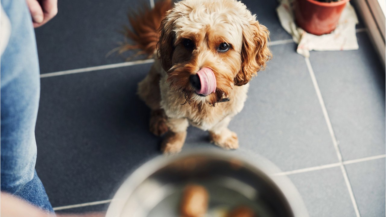 Pourquoi faut-il craindre une pénurie de nourriture pour animaux en rayons