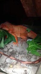 Solo Camping Finding the Rare Iguana Dragon Animal in the forest