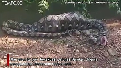 Ular Piton Raksasa Perut Gembung Terbawa Arus Sungai, Dievakuasi Tim Damkar
