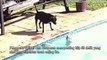 Video Viral, Anjing Menyelamatkan Anak Anjing yang Tenggelam di Kolam Renang