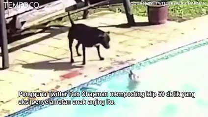 Download Video: Video Viral, Anjing Menyelamatkan Anak Anjing yang Tenggelam di Kolam Renang