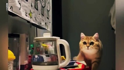 funny cat complications meow - meow