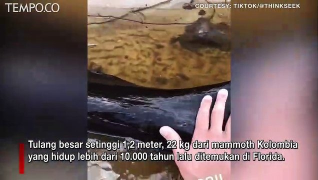 Tulang Mammoth Kolombia Berumur Ribuan Tahun Ditemukan Penyelam di Florida