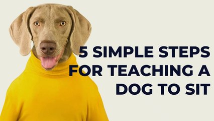 How to train your dog how sit