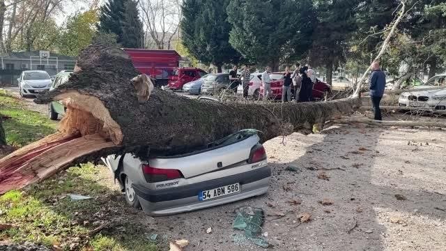 Şiddetli lodosta devrilen ağaç otomobillere zarar verdi