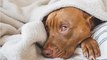 Heartbreak before Christmas: a dog was abandoned in blistering cold in December