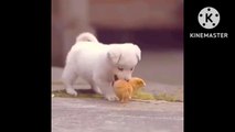 dog puppy and baby hen playing