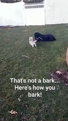 La puissance de l'aboiement