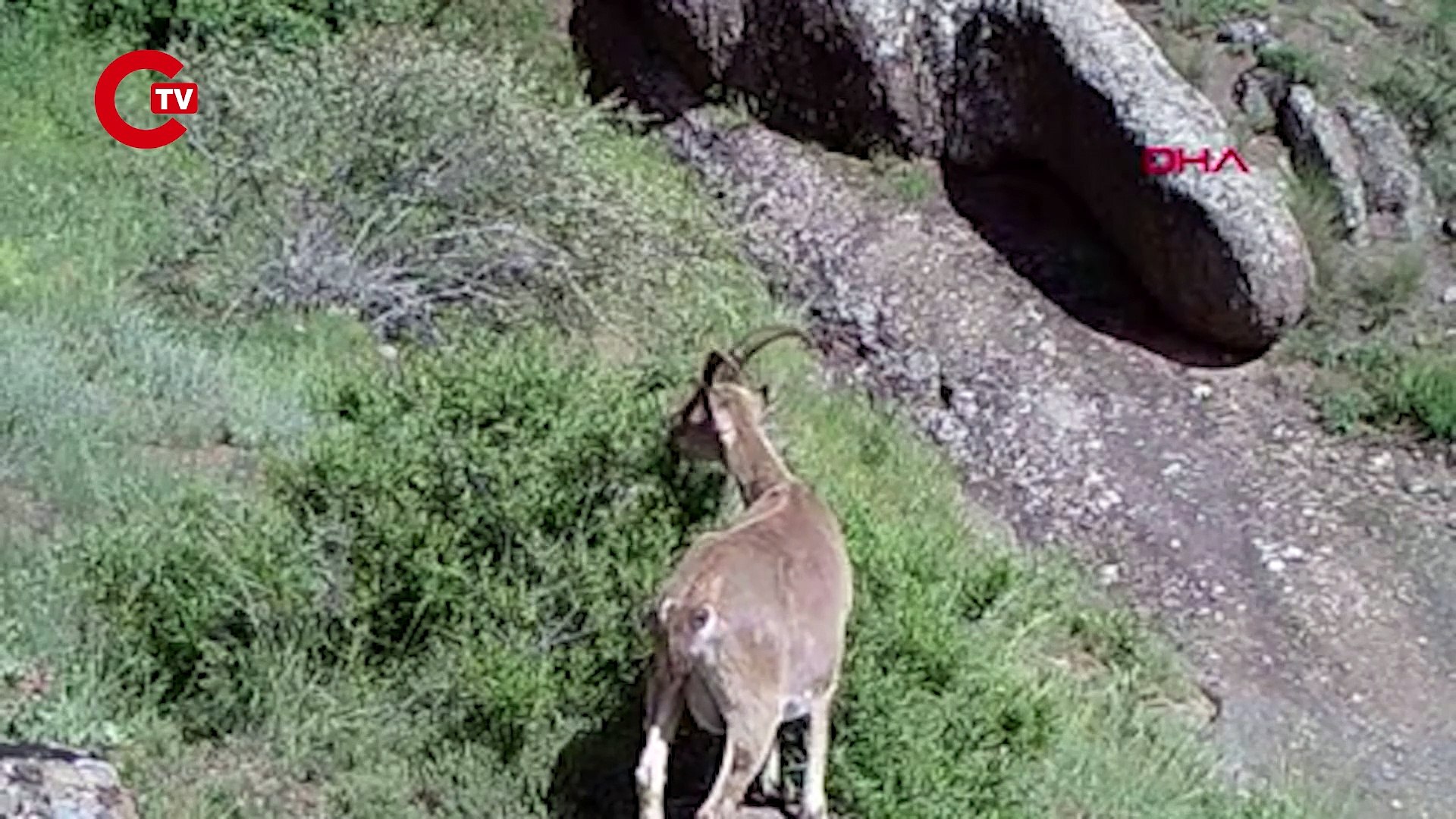 Sivas'ta yaban hayvanları fotokapanlara yansıdı