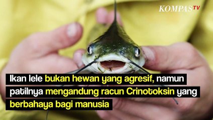 Cara Mengatasi Setelah Terkena Patil Lele, Benarkah Bisa Bikin Demam?