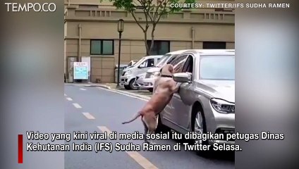 Video Viral, Anjing Kembalikan Sampah yang Dibuang Pengendara Mobil di Jalan