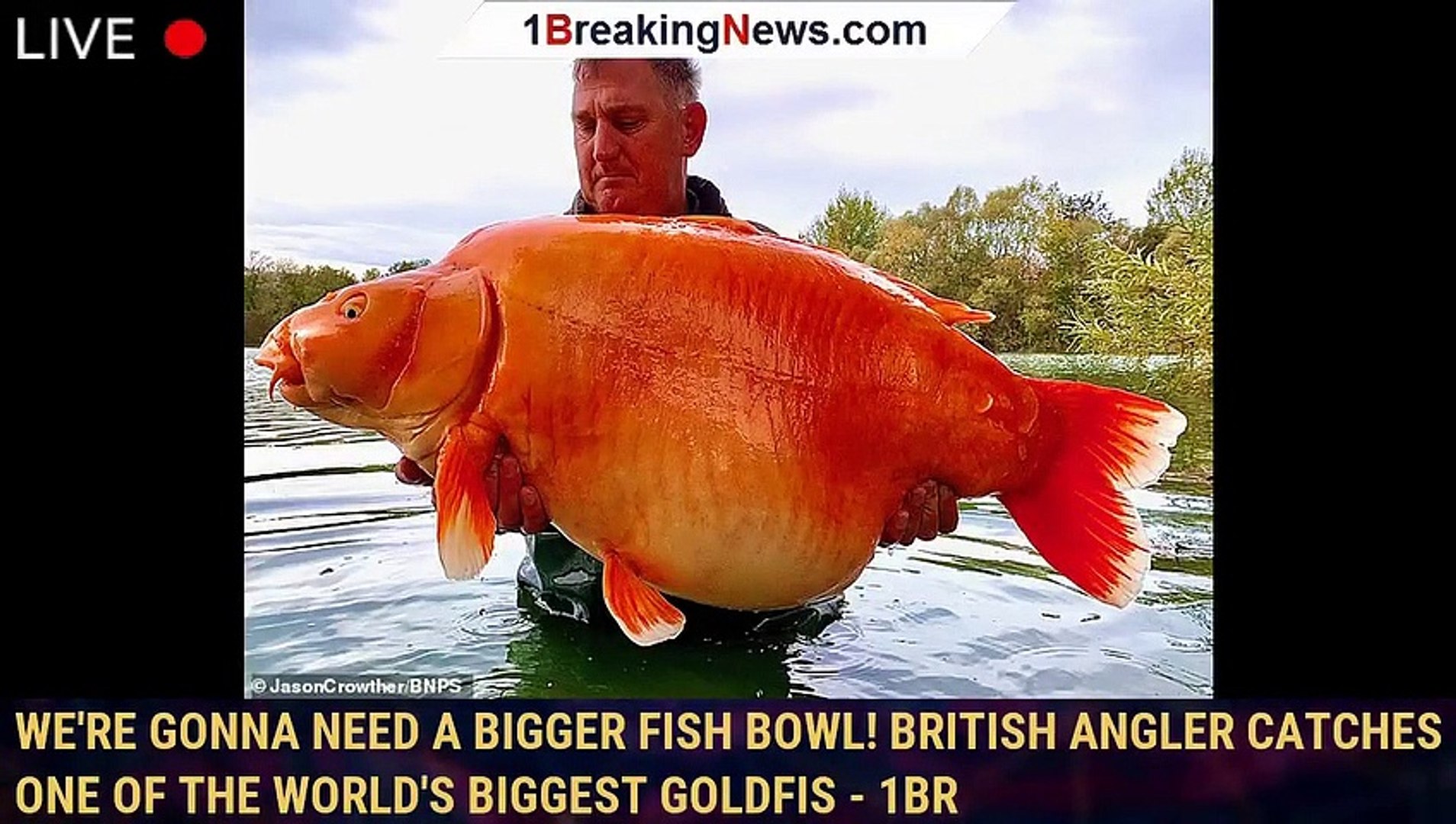 We'Re Gonna Need A Bigger Fish Bowl! British Angler Catches One Of The World'S  Biggest Goldfis - 1Br - Video Dailymotion