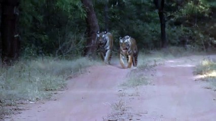 Bandhavgarh : फीमेल शावक के साथ जंगल घूमती नजर आई डॉटी बाघिन, देखकर रोमांचित हुए पर्यटक