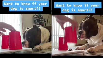Treat-loving American Bully aces owner's smartness test with flying colors