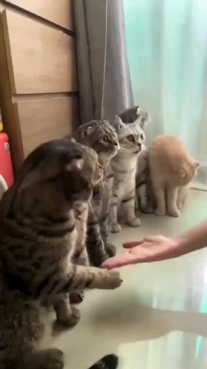 Cats are shaking hand