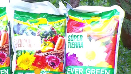 bd-publireportaje-evergreen-211122