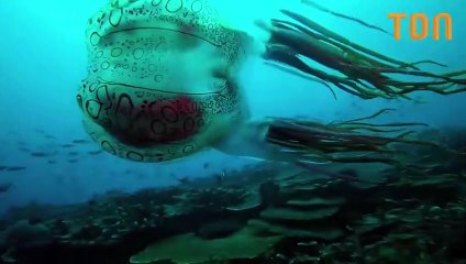 Rare séquence d'une méduse boite en Papouasie