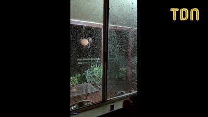 Tempête de moustiques en Australie