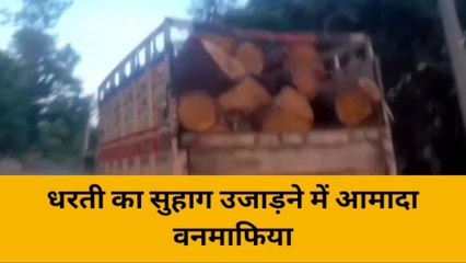 रायबरेली:जनपद में लकडकट्टो का आतंक, धड़ल्ले से चला रहे हरे भरे पेड़ों पर आरा, जिम्मेदार मौन