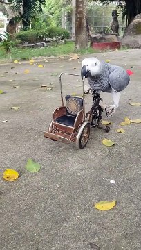 Parrot Pedals Tiny Bicycle