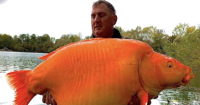 Un pêcheur britannique a capturé l'un des plus gros poissons rouges du monde