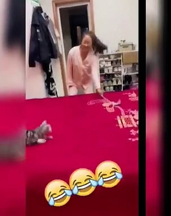 Cute  Funny Cat Videos Compilation  Cat Videos