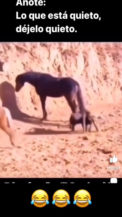 Dog vs horse fight...