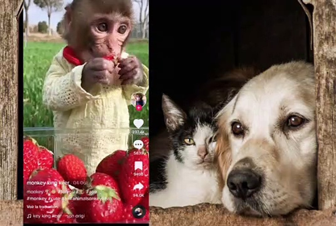 BEST ANIMALS VIDEOS FROM INTERNET 2022 PART1