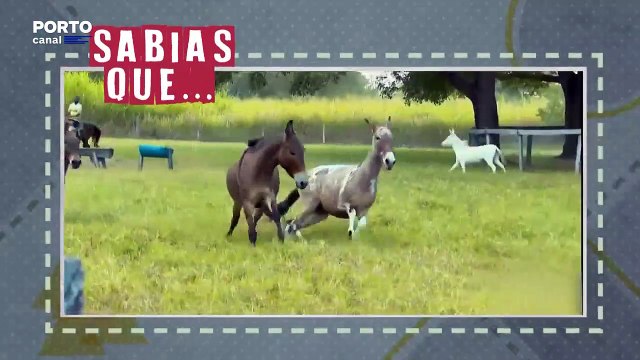 Veterinarios Todo o Terreno - Sabias que?
