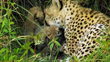 Big Cats - Cheetahs - Fastest Hunters in Africa