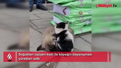 Soğuktan üşüyen kedi ile köpeğin dayanışması yürekleri ısıttı