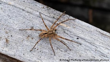 ¿Duermen las arañas?